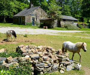 Poneys autour de l'abbaye