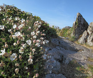 Flore des monts d'Arrée