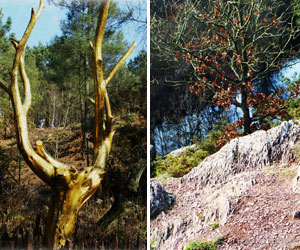 Forêt de Brocéliande