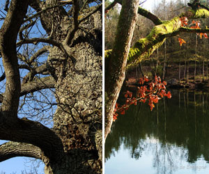 Forêt de Brocéliande